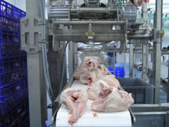 Exit of chicken carcass