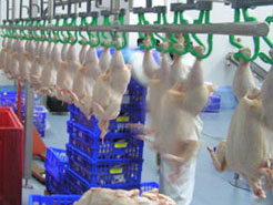 poultry processing line working