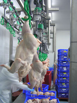 the poultry processing line start